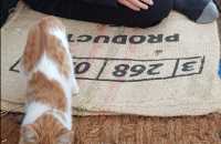 3개월된 새끼고양이 무료분양