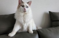 렉돌 10개월 수컷