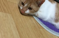 (서울)6개월 개냥이 암컷 치즈를 분양 합니다