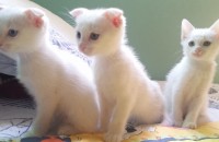 길냥이 코숏 8주 된 아기고양이 셋 무료분양합니다.