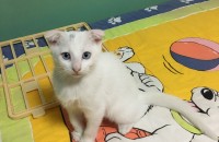 경기도 시흥 9~10주차 새끼고양이 여아 2마리 분양