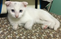 경기 시흥. 11주차 새끼 냥이 여아 2 무료분양