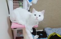 터키쉬앙고라 분양합니다.