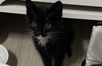 부산,울산) 애교 많은 애기고양이 무료분양합니다!!!