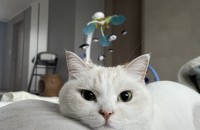 페르시안 믹스 암컷 분양합니다