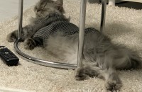 고양이 분양합니다