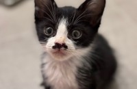 콧수염이 매력적인 턱시도냥 3~4개월 남아