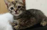 새끼고양이 분양합니다