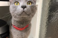 애교 뿜뿜하는 러시안블루/수컷/1년4개월 무료분양합니다