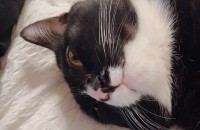 임보하고 있던 수컷 코숏 턱시도 1살 무료분양 보냅니다.