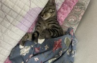 고양이 분양 보내요