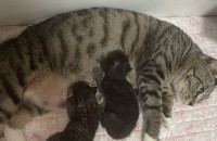 고양이세마리 분양보냅니다