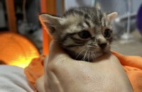 너무 사랑스러운 5주차 되어 가는 3남매 아기 고양이들입니다