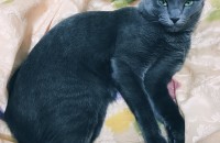 서울, 두살된 러시안 블루 남아 분양합니다.