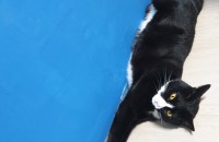 한국고양이 성묘 무료분양