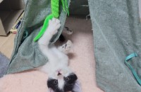 너무이쁜 턱시도 아깽이 무료분양합니다 !!