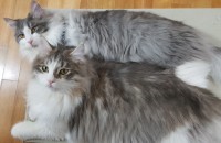 노르웨이숲 여/남 두마리 분양합니다(중성화/모든접종완료)