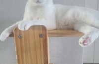 가족중 고양이 알러지가 있는 사람이 있어서 분양합니다..