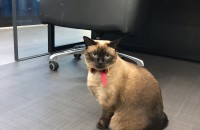 샴 두 마리 엄마와 딸 무료 분양하세요~!