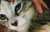 4개월된 아메리칸 숏헤어 무료분양합니다