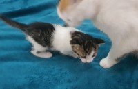 새끼고양이 네마리 무료분양합니다.