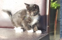 회사에서 낳은 고양이 무료 분양합니다