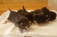 한국 고양이 무료분양 합니다