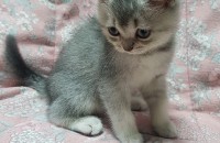 브리티시 숏 헤어(수컷)ㅡ3개월생