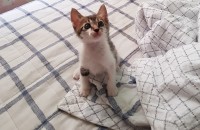 개냥이 코숏 3~4개월 추정 냥이 분양합니다