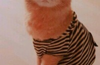 고양이 무료분양합니다