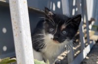 애기 고양이 무료 분양