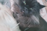 페르시안 2마리 분양