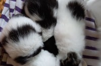 순천/여수/광양 2022년5월생 새끼 고양이들 무료 분양합니다~=^__^=