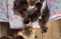 순천/여수/광양 2022년4월생 길고양 무료 분양중입니다=^__^=