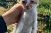 순천/여수/광양 4월생 치즈 고양이들 무료 부양합니다^_^