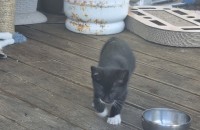 강진/장흥/순천/여수/광양 4월생 고양이들 무료 부양합니다^_^