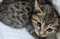 6주된 수컷 고양이