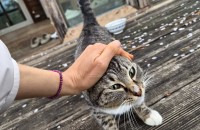 임신한 엄마고양이