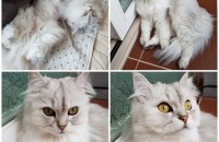 페르시안친칠라와 스코티쉬폴드 성묘 ㅠㅠ(아산)