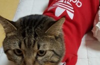 고양이 분양합니다