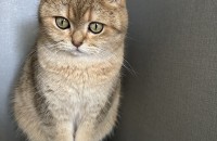 치즈를 사랑으로 키워주실 분 계실까요