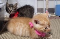 두새끼 고양이 입양해요