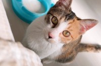 매우 활발하고 호기심 많은 개냥이 입양 보냅니다.