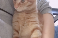 (부산) 10개월 코숏 분양입니다