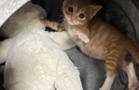 치즈 아기고양이 4주 무료분양