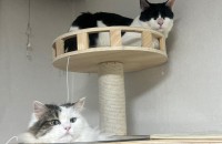 강아지같은 고양이(페르시안 믹스, 코숏) 분양합니다