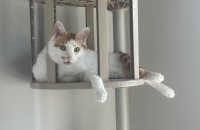 코숏 6살 남매냥이 무료분양합니다.