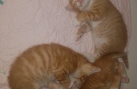 치즈냥이 분양합니다.