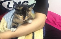 새끼 아깽이 분양 부탁드려요