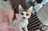 6개월된 아기냥이 분양합니다